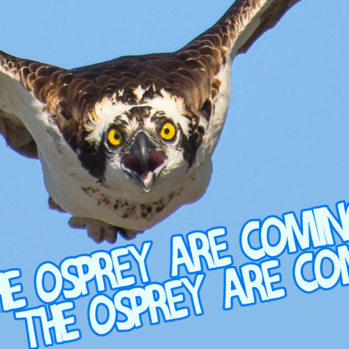 Osprey tix on sale Saturday!